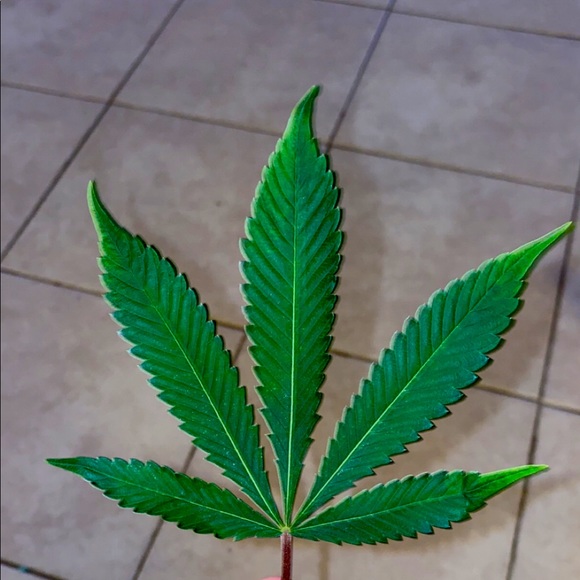 Hi i am Tyler! - Picture 1 of 1